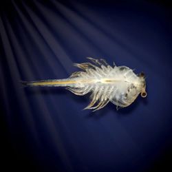 World Alive World Alive Aqua Dragons Mundo Marino con Luces LED