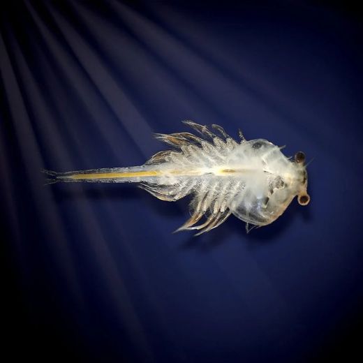 World Alive World Alive Aqua Dragons Mundo Marino con Luces LED